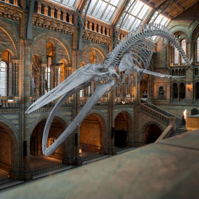 national history museum, blue whale skeleton, exhibition-4314035.jpg